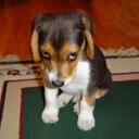 Jerry Whitney Jr - @Online__Auction - Twitter