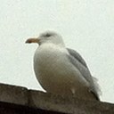 Adrian Capps - @highburyseagull - Twitter