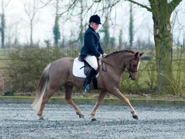 I am a 25 year old dressage rider and I am bringing on young horses and starting their dressage careers. Trying to train my Welsh B to the highest level I can.