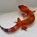 Jeff Cave - @Jeffrugbyjeff - Twitter