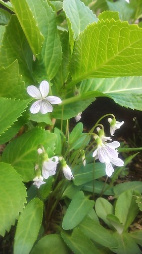 好奇心旺盛ww 自然大好き( 特に植物 ) 三代目JSB隆二くん大好き♪☆I get inspiration from nature!☆