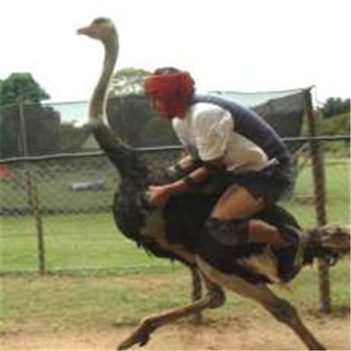 brownesbartarn's profile picture. 