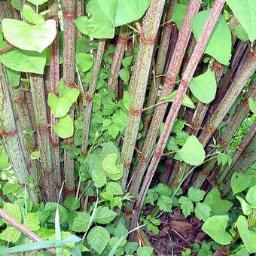 We specialise in identifying, treating and removing Japanese Knotweed. Call 01236 620252 or 07886 133285 for Guaranteed Knotweed Solutions