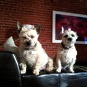 henry emily duross (@13thstreettwins) Twitter