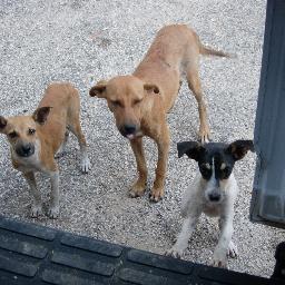 MoonC0ver's profile picture. animal rights advocate, cuddler of animals, protector of survivors, self-care participant.