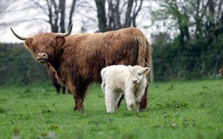 Supporting British Agriculture