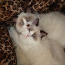 Catherine Newman - @newman_cat - Twitter