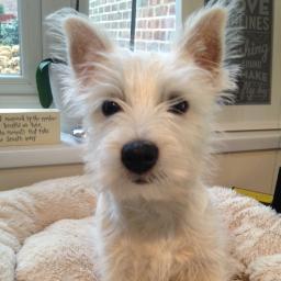 Hello, my name is Pickles and I am the newest member of the team at In a Pickle HQ! I love chicken, cuddles, digging in flower pots and exploring in the woods!