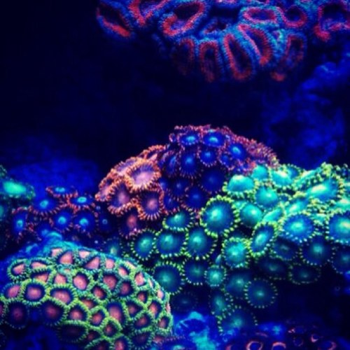 We are marine business that provides our customers with beautiful corals for their saltwater tanks. Dry goods and more too!  Customer service is #1 in our book!