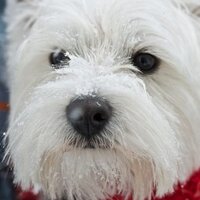 Mary Donovan (@maruschka22) 's Twitter Profile