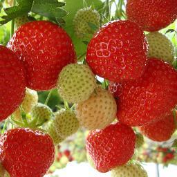 wij zijn familie De Jong. Wij hebben een aardbeien kwekerij met de lekkerste aardbeien!!!