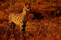 Aitoriv91's profile picture. 