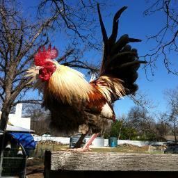 Grassroots organization in support of Austin's urban farms