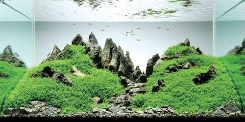 Aquarium maintenance and installation services in London and U.K.