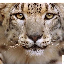 yomgina's profile picture. 