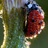 ldybug007