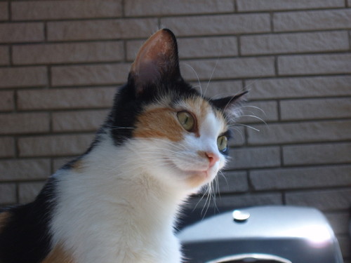 MyCatSox's profile picture. 