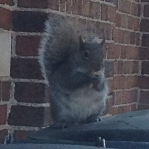 DGossipSquirrel's profile picture. Gossip Squirrel here. Your one and only source into the scandalous lives of DPU's elite. You know you love me xoxo,DPU Gossip Squirrel