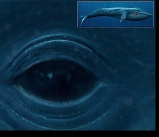 Kit_v_enote's profile picture. 