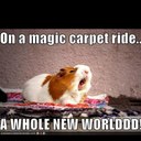 Noah steele - @NoahSteele11 - Twitter