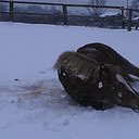 Suzanne reeve - @suziebobster - Twitter