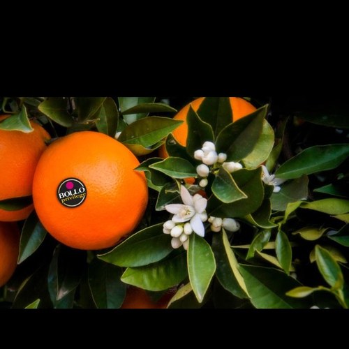 Hemos trasladado toda nuestra actividad de Twitter a la cuenta principal 🍊 @bollofruits 🍈 

Síguenos para estar al tanto de todas las novedades 😄👍🏼