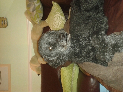 I'm a black poodle, been fucking bitches in the Shorter household since 2005, I occasionally eat my own shit.