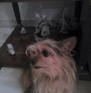 Modelo