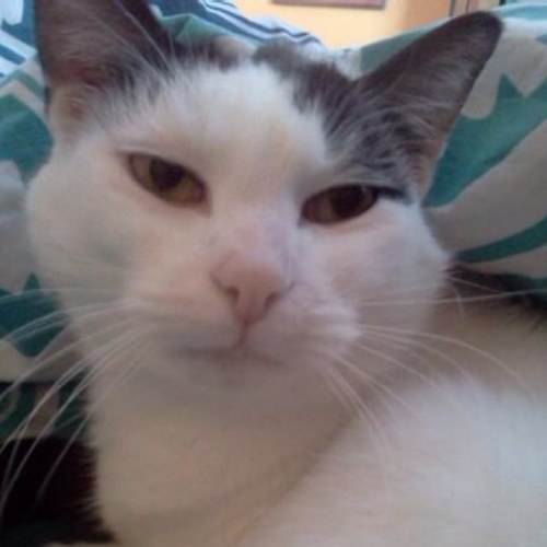 KatStoner's profile picture. I'm just a house cat who likes to get baked daily.