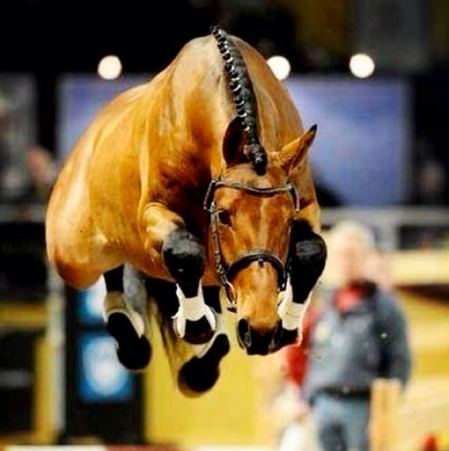 The diary of a Junior Rider. ❤