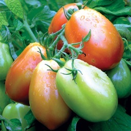 Supporting the farms, food artisans, markets, restaurants & more who grow & create local, fresh food for residents & visitors of Lake Winnipesaukee, NH.