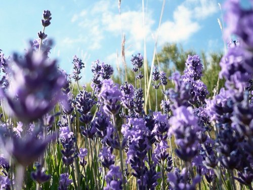 La pasión por la naturaleza y ecología, productos puros y de calidad. Aprende a RelajArté. Jabones, sales, inciensos, aceites, tés, aromas, fibras, decoración.