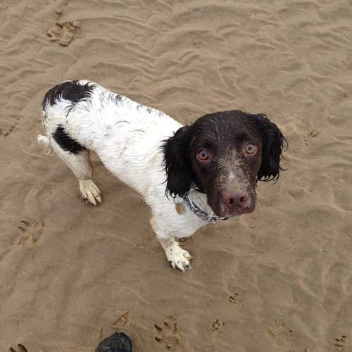 SGill2011's profile picture. 