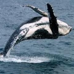 StopCruelty9's profile picture. 