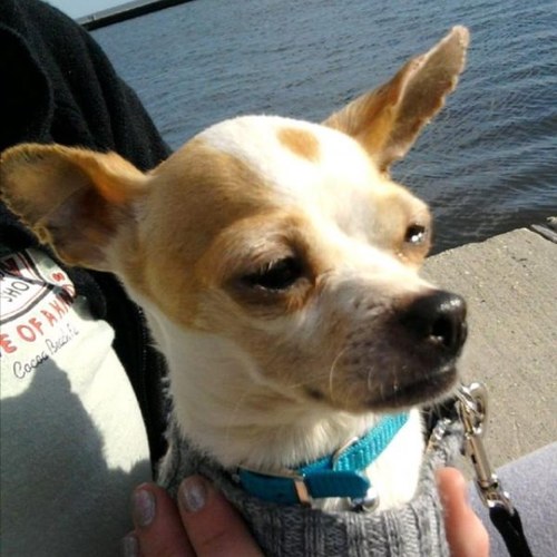 BabyTheDogg's profile picture. 