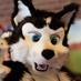 Sniffer Husky (@snifferhusky) Twitter profile photo