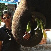 thompaielephant (@thomruecha) 's Twitter Profile