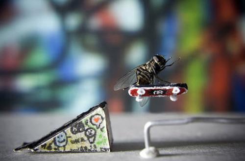 viciado em skate