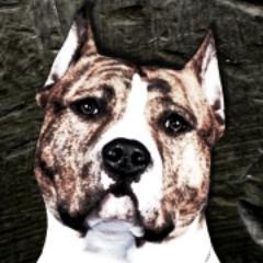 For Amstaff's lovers!