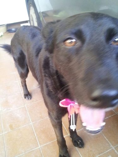 Blog de amigos defensores dos animais. Organiza doações para animais carentes, apoia ações educativas e angaria voluntários para ações em abrigos.