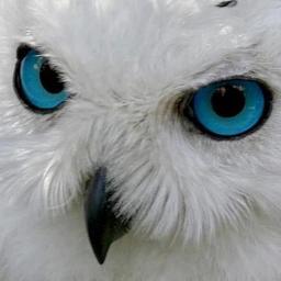 IRESQBIRDS's profile picture. Ret. Paramedic / Firefighter, ER Nurse & WMD Tech of 28 years. Now I am a Licensed Wildlife Rehabilitator. From people to animals or from animals to wildlife.