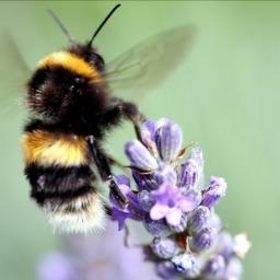 TrusteeSabina's profile picture. Trustee of AIMS. The UK’s first registered charity to support UK residents with Auto immune disease and Multiple Sclerosis, with an emphasis on HSCT RCN:1177907