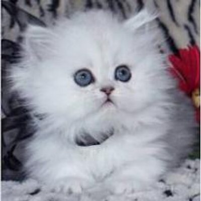 Kucing Comel Kucingcuteseyh Twitter