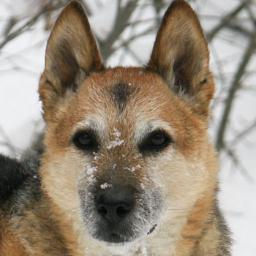 GoodOlDog's profile picture. We love dogs and old dogs are the best! No matter what we are dedicated to showing you great dog photos, sharing amazing stories.