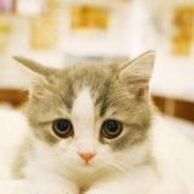 Cerita Kucing (@CeritaKucing) Twitter
