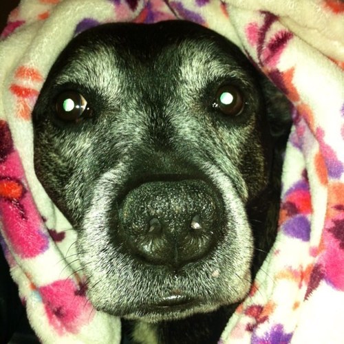 Silly Boi Rocky here. I'm a dog, male and hairy. Looking for a hairy companion. Check out my profile for some wicked pictures.