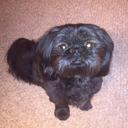 Anna Wilkerson - @ShihTzuRgreat - Twitter