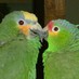 Janet Rex (@jr2birds) Twitter profile photo Janet Rex (@jr2birds) Twitter profile photo