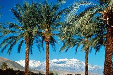 Palm Springs Travel Experts from http://t.co/MoJ8JkKvcv share their travel tips, event coverage and what's happening in Palm Springs, California @palmspringsca