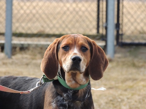 For more than 40 years, the Humane Society Waterville Area has provided safe refuge for animals that would otherwise be homeless.